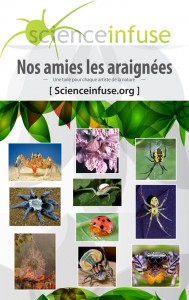 Affiche araigne