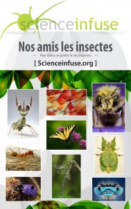 Affiche insectes